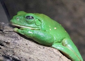 Mexican Leaf Frog