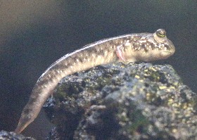 Mudskipper
