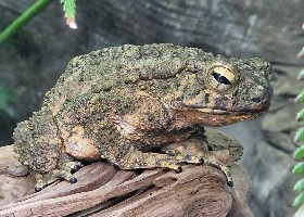 Giant Asian Toad
