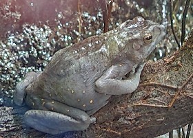 Yellow-spotted Tree Toad