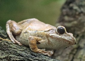 Spot-legged Treefrog