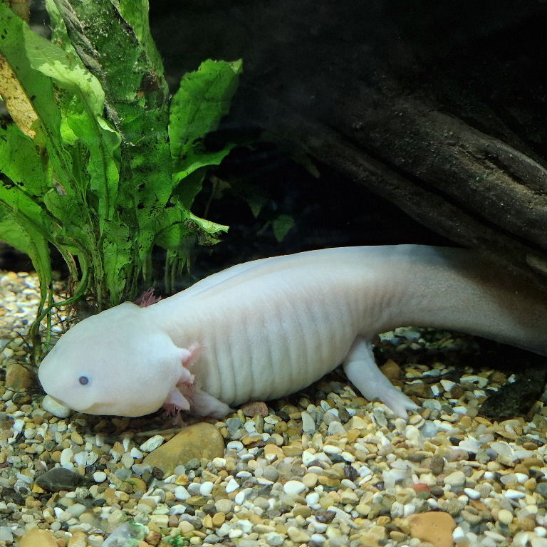 Axolotl