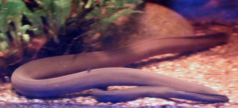 Rio Cauca Caecilian with young