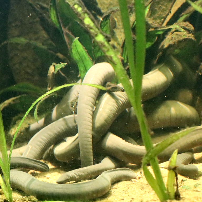Knot of Rio Cauca Caecilians - feeding frenzy