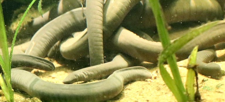 Rio Cauca Caecilian with young