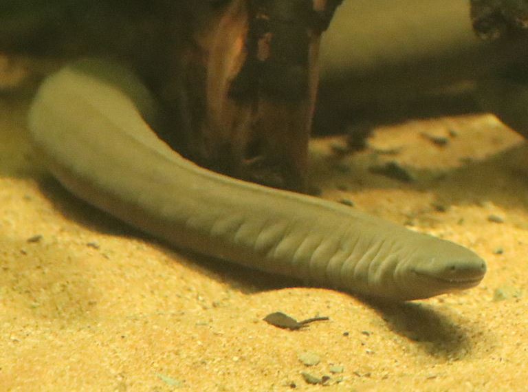 Rio Cauda Caecilian