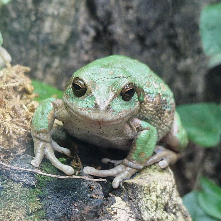 Andean Marsupial Frog