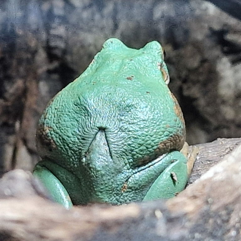 Andean Marsupial Frog female dorsal pouch