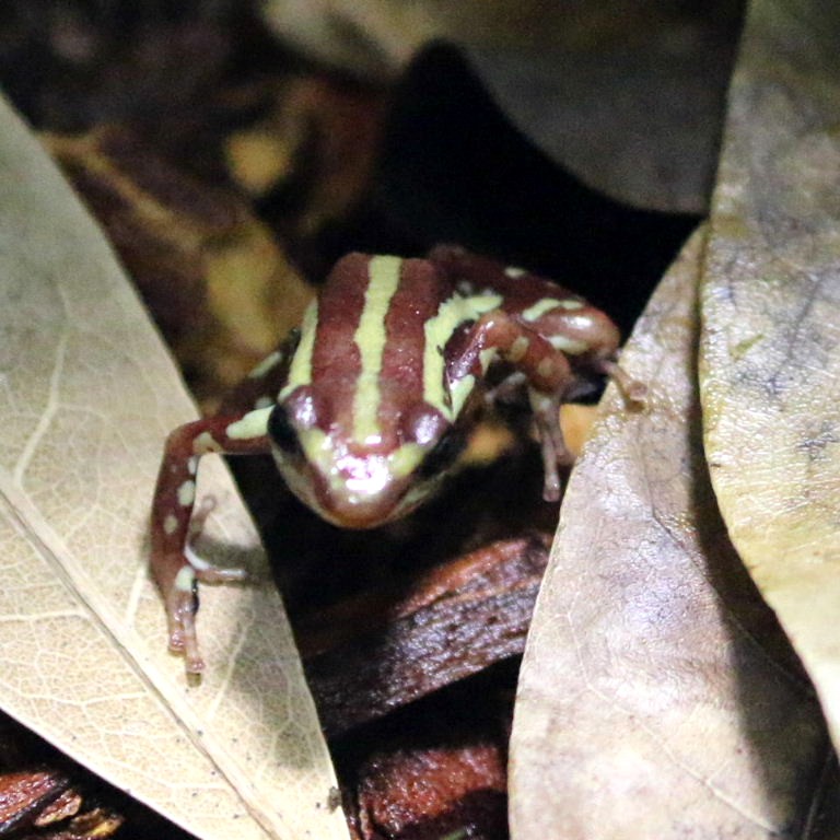 Anthony's Poison Frog