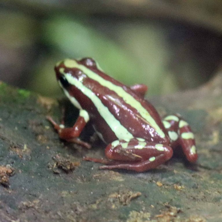 Anthony's Poison Frog