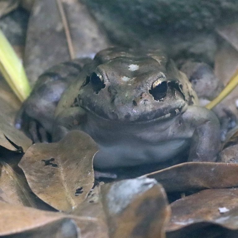 Mountain Chicken Frog