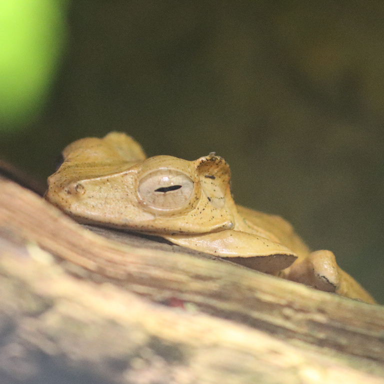 Borneo Eared Frog