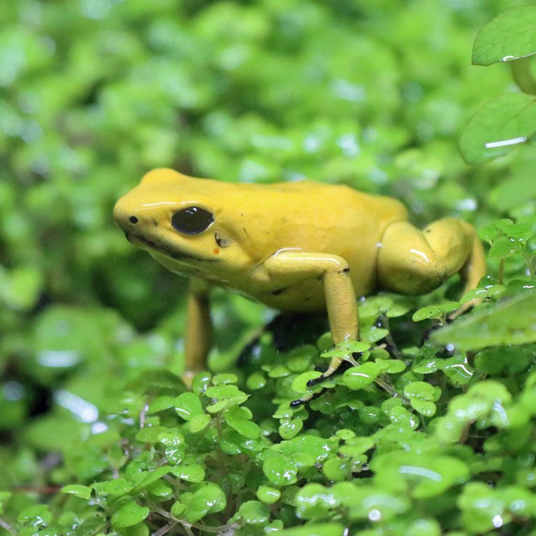 Golden Poison Dart Frog