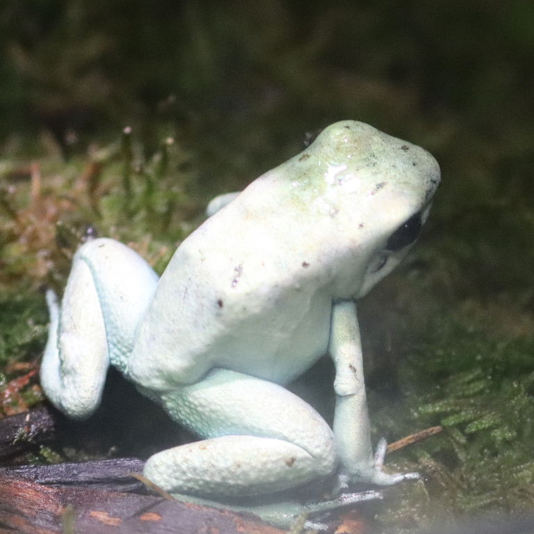 mint green Golden Poison Dart Frog