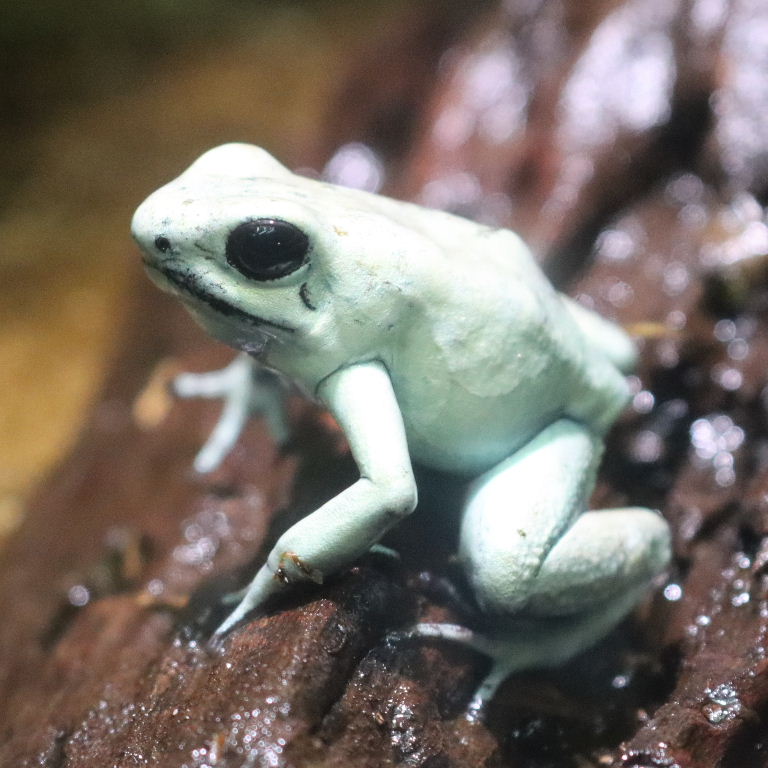 mint green Golden Poison Dart Frog