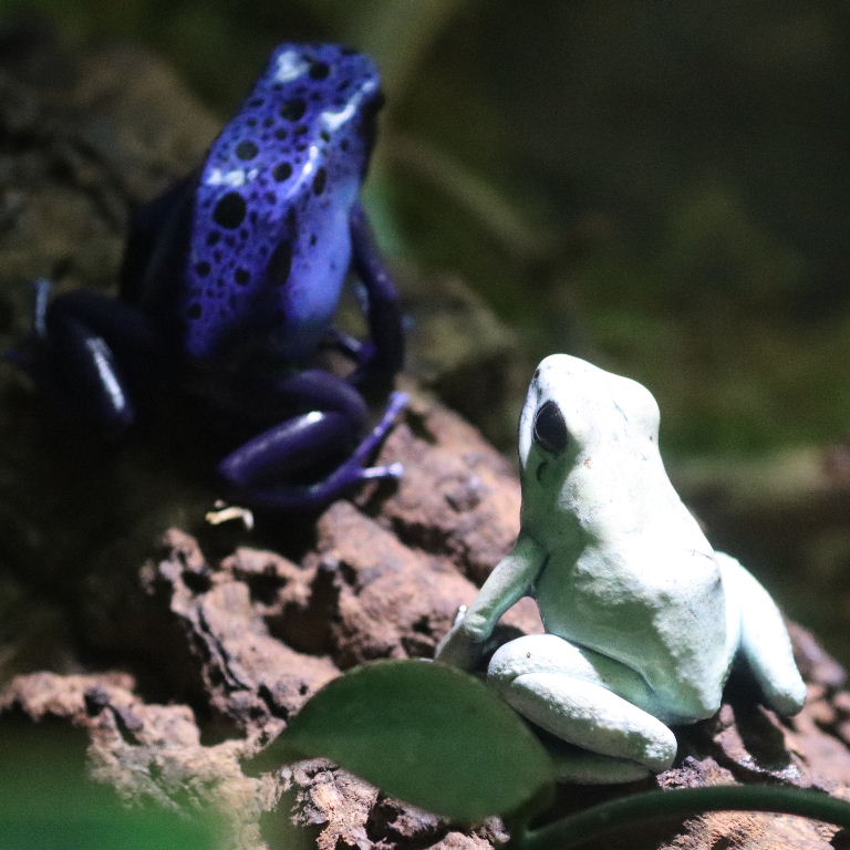 mint green Golden Poison Dart Frog