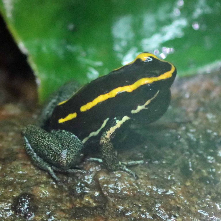 Golfodulcean Poison Frog