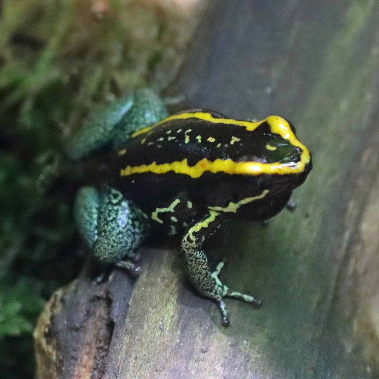 Golfodulcean Poison Frog