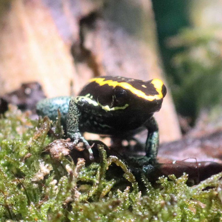 Golfodulcean Poison Frog