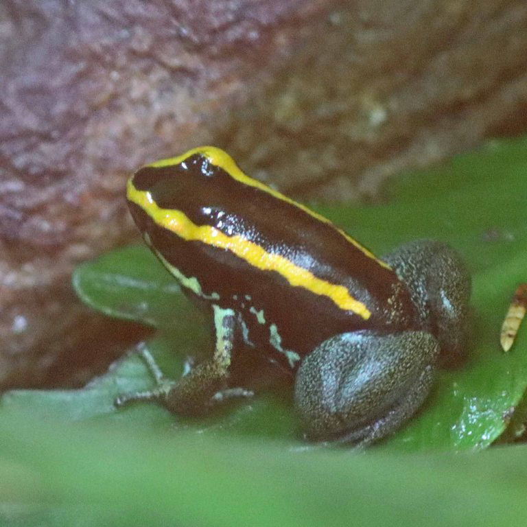 Golfodulcean Poison Frog