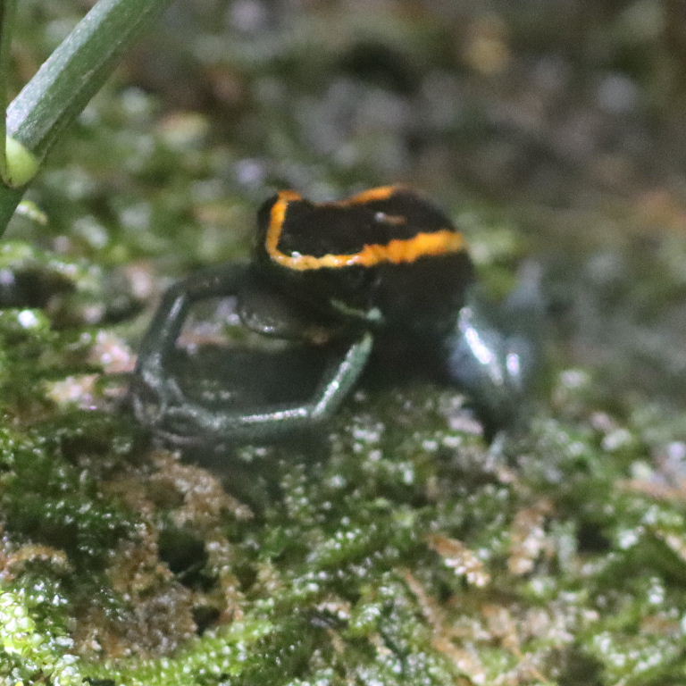 Golfodulcean Poison Frog