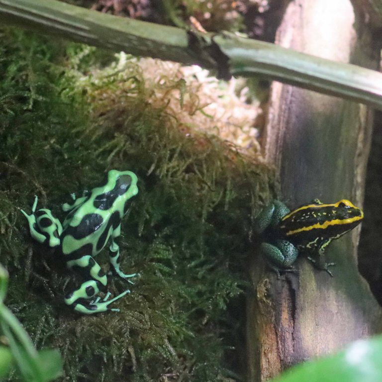 Golfodulcean and Blackgreen Poison Frogs