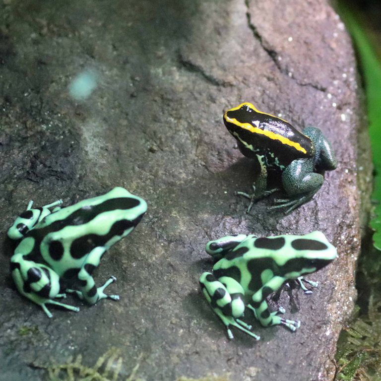 Golfodulcean and Black and Green Poison Frogs