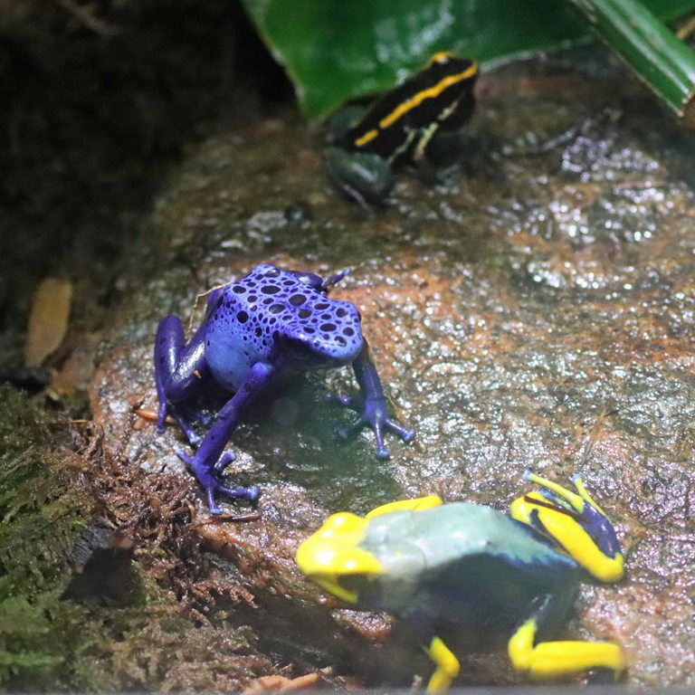 Golfodulcean and Blue and Peacock Poison Frogs