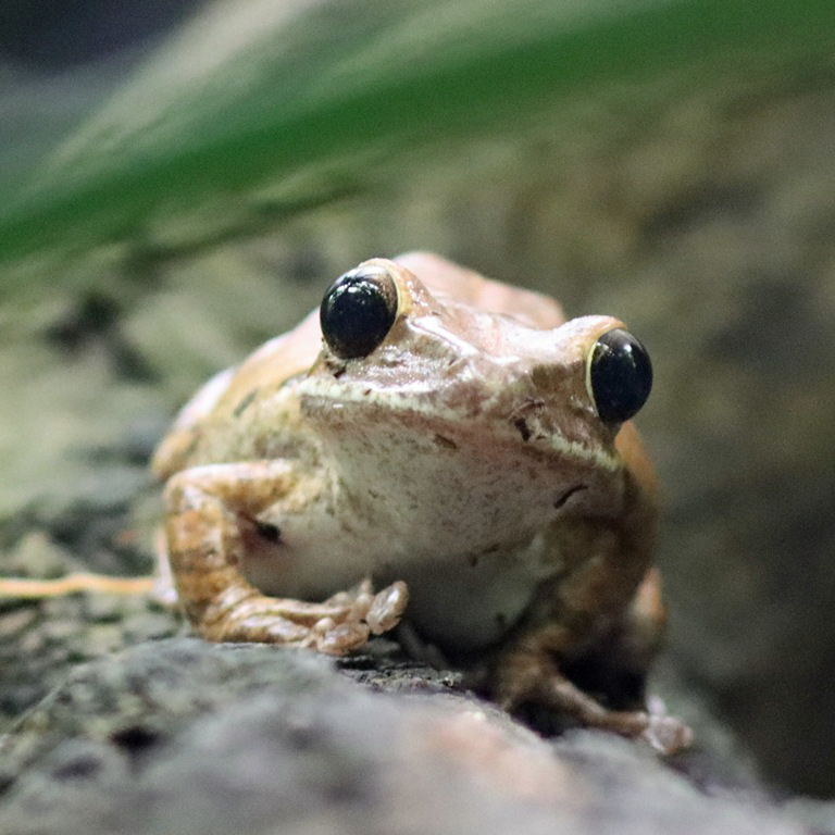 Spot-legged Frog