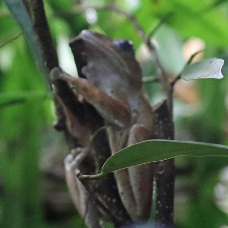 Spot-legged Frog