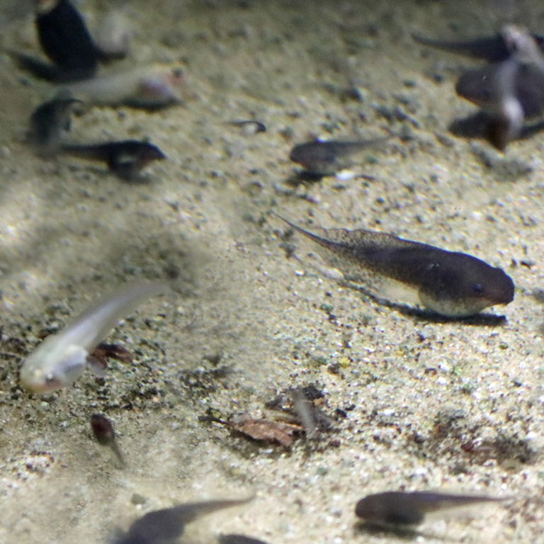 Spot-legged Frog tadpole