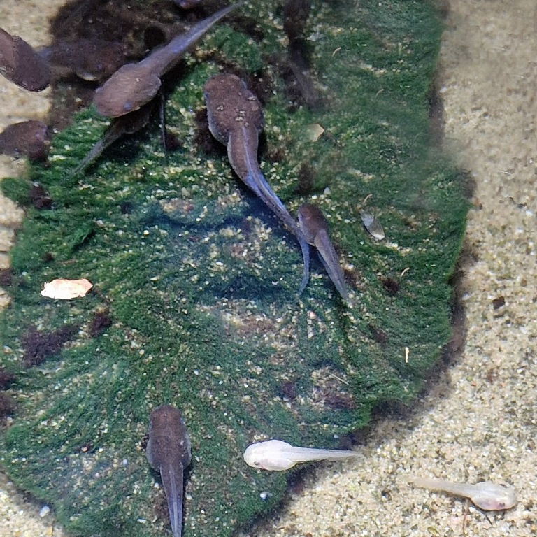 Spot-legged Frog tadpole