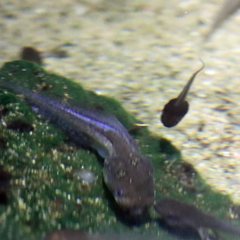 Spot-legged Frog tadpole