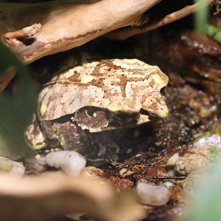 Long-nosed Horned Frog