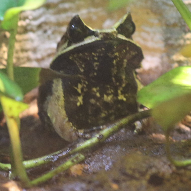 Malayan Horned Frog