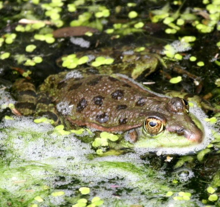 Marsh Frog London Wetland Centre