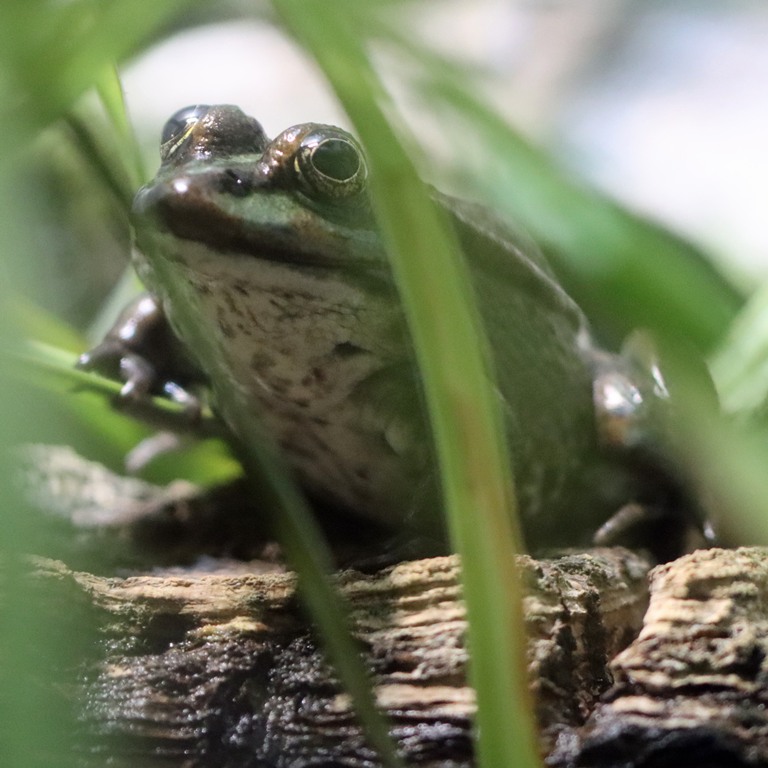 Marsh Frog