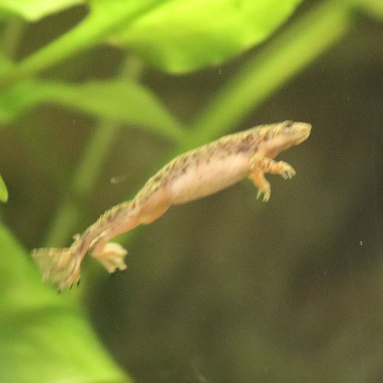 Merlin's Dwarf Clawed Frog