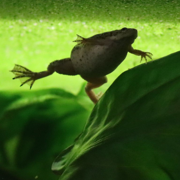 Merlin's Dwarf Clawed Frog
