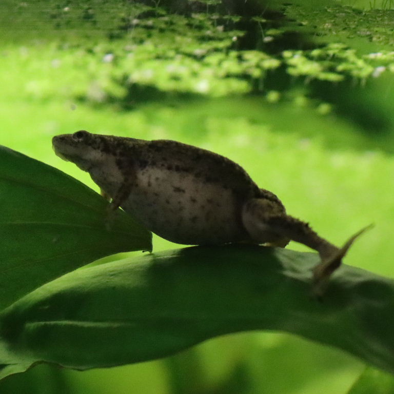 Merlin's Dwarf Clawed Frog