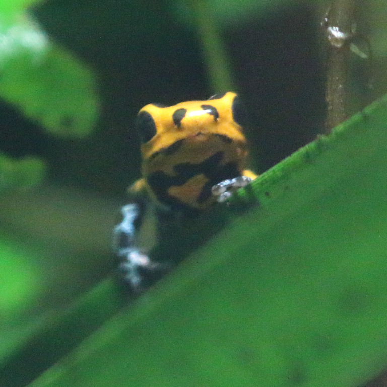 Mimic Poison Frog