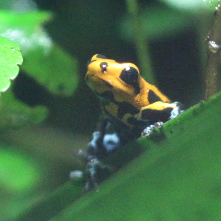 Mimic Poison Frog
