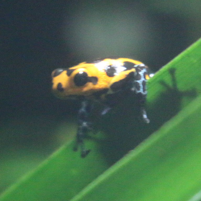 Mimic Poison Frog