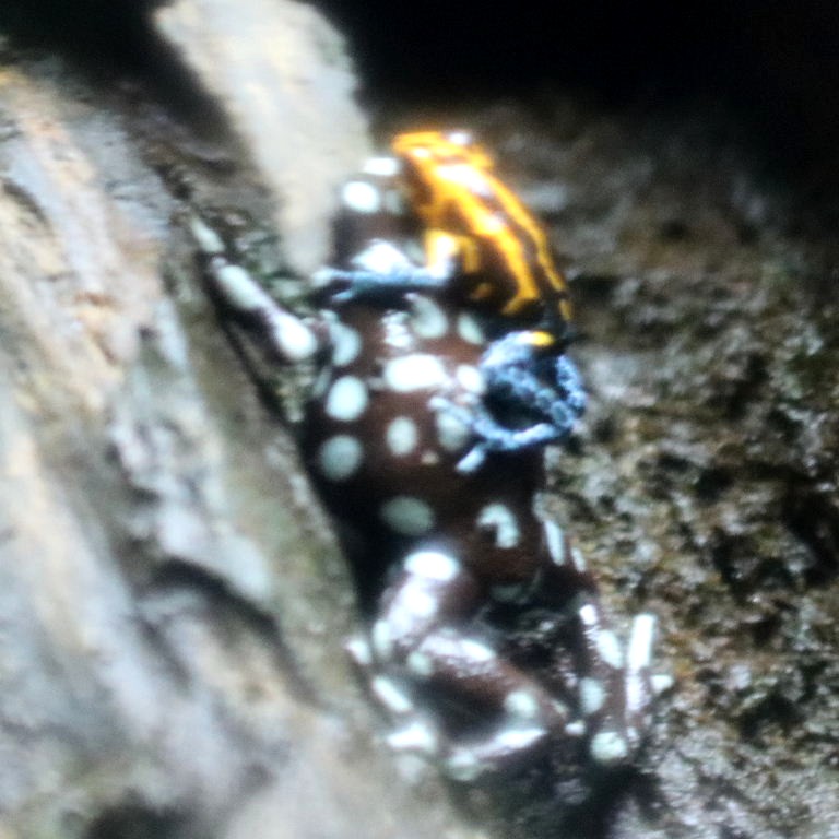 Mimic Poison Frog riding a Maranon Frog