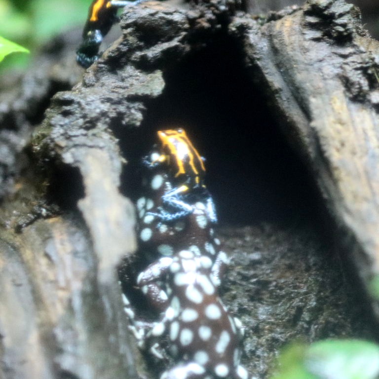 Mimic Poison Frog riding a Maranon Frog