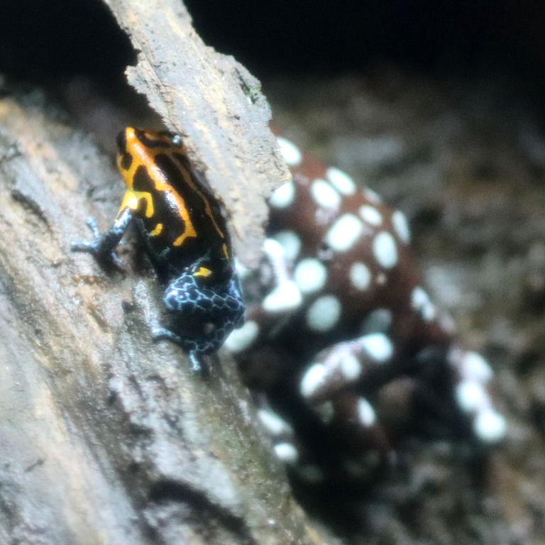 Mimic Poison Frog riding a Maranon Frog