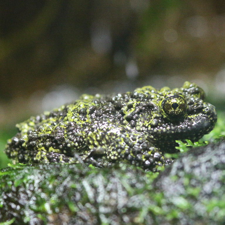 Tonkin Bug-eyed Frog