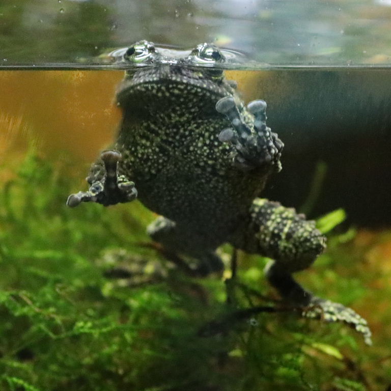 Vietnamese Mossy Frog