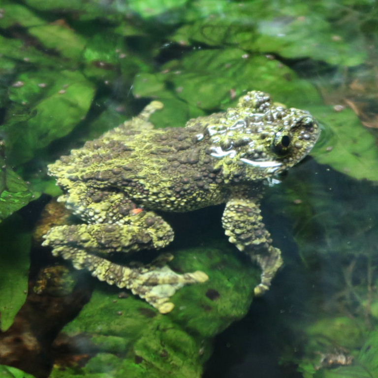 Vietnamese Mossy Frog