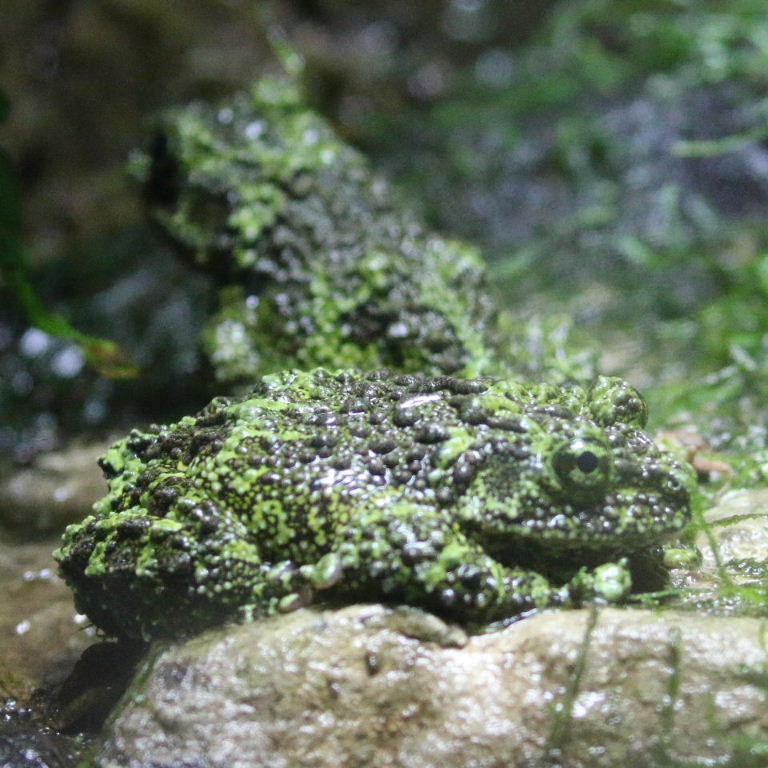 Vietnamese Mossy Frog